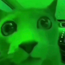 regret cat