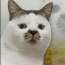 Actual Cat