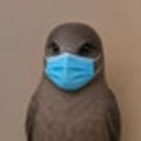Bird Flu