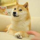 LMBO LOOK @ THIS FUKKEN DOGE