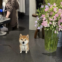 tiny doge
