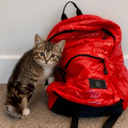 Catpack