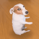 Sitting Dog